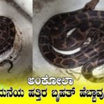 ಅಂಕೋಲಾದ ತೋಟದಲ್ಲಿ ಕಂಡುಬಂದ ಹೆಬ್ಬಾವನ್ನು ಅರಣ್ಯ ಇಲಾಖೆ ಸಿಬ್ಬಂದಿ ಸೆರೆ ಹಿಡಿದು ಅರಣ್ಯ ಪ್ರದೇಶಕ್ಕೆ ಬಿಡುತ್ತಿರುವ ದೃಶ್ಯ
