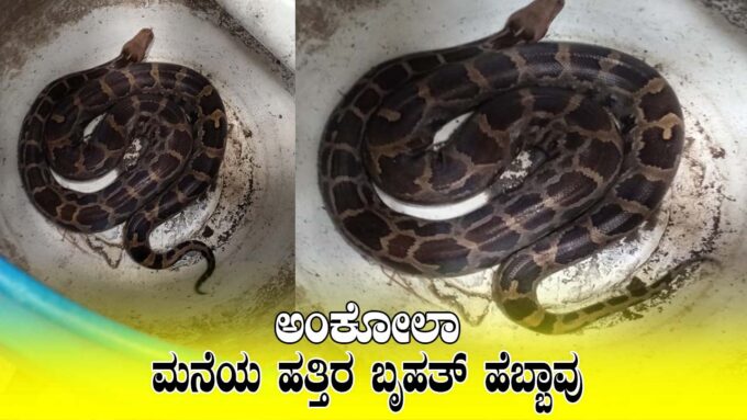 ಅಂಕೋಲಾದ ತೋಟದಲ್ಲಿ ಕಂಡುಬಂದ ಹೆಬ್ಬಾವನ್ನು ಅರಣ್ಯ ಇಲಾಖೆ ಸಿಬ್ಬಂದಿ ಸೆರೆ ಹಿಡಿದು ಅರಣ್ಯ ಪ್ರದೇಶಕ್ಕೆ ಬಿಡುತ್ತಿರುವ ದೃಶ್ಯ