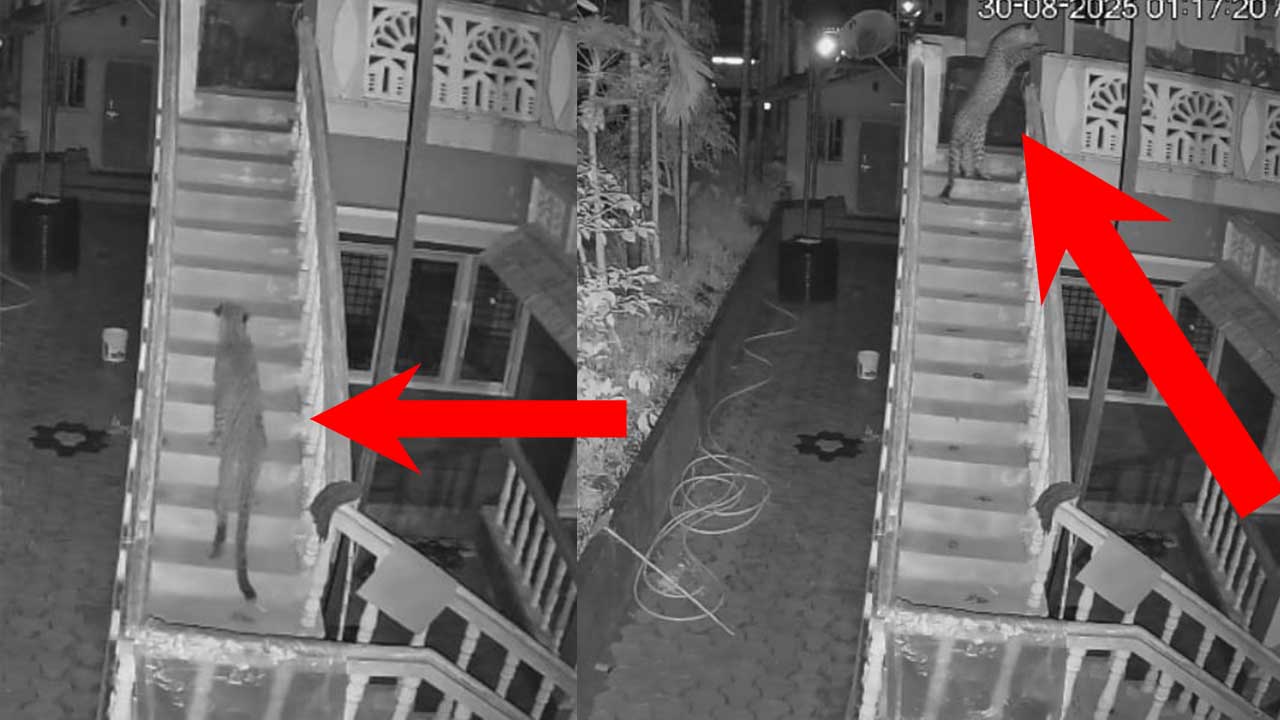 ಸಿದ್ದಾಪುರದಲ್ಲಿ ಮನೆಯ ಮೆಟ್ಟಿಲುಗಳ ಮೇಲೆ ಚಿರತೆ ಓಡಾಡಿದ ದೃಶ್ಯ