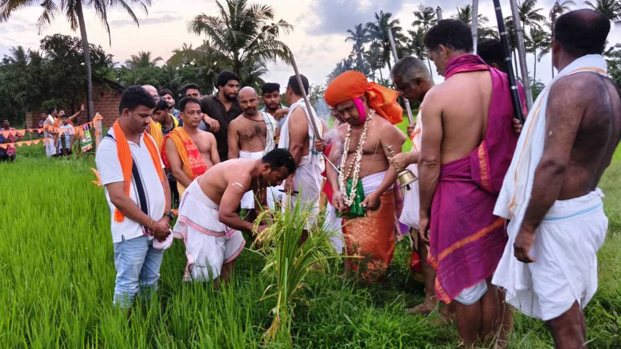 ಅಂಕೋಲಾದಲ್ಲಿ ಭೂಮಿತಾಯಿ ಹೊಸ್ತಿನ ಹಬ್ಬದ ಭತ್ತದ ತೆನೆ ಪೂಜೆ