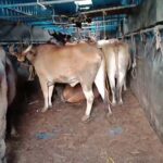 10 ಲಕ್ಷ ಮೌಲ್ಯದ ಜಾನುವಾರುಗಳನ್ನು ವಶಪಡಿಸಿಕೊಂಡ ಪೊಲೀಸರು