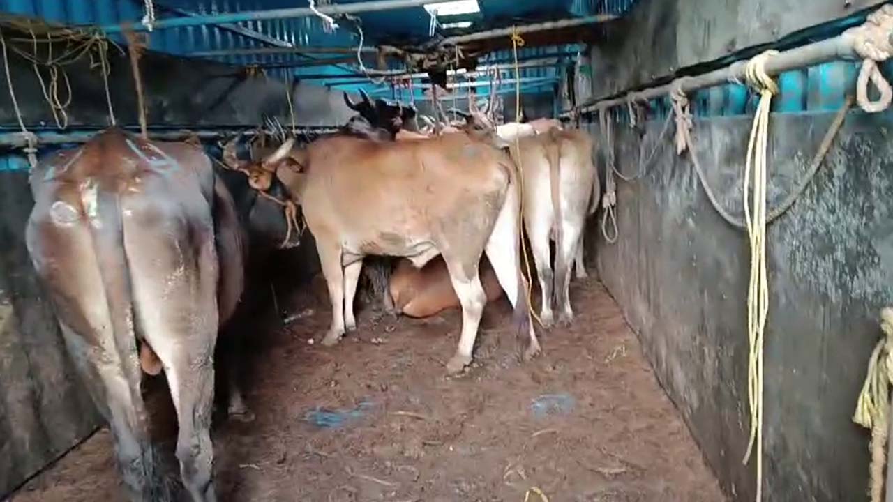 10 ಲಕ್ಷ ಮೌಲ್ಯದ ಜಾನುವಾರುಗಳನ್ನು ವಶಪಡಿಸಿಕೊಂಡ ಪೊಲೀಸರು