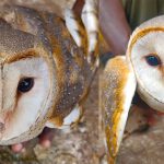 ಹೃದಯದಾಕಾರದ ಮುಖ ಹೊಂದಿರುವ ಅಪರೂಪದ ಗೂಬೆ ಬೇಳಾ ಬಂದರ ಸರ್ಕಾರಿ ಶಾಲೆಯಲ್ಲಿ