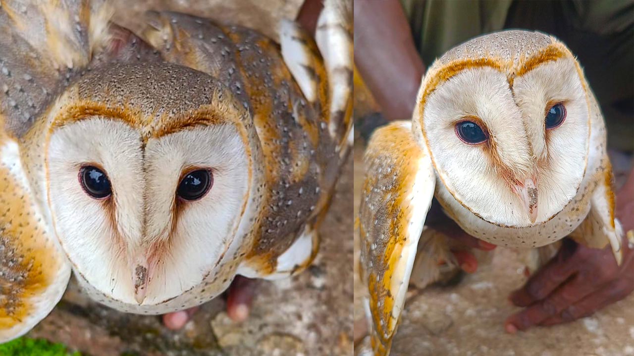 ಹೃದಯದಾಕಾರದ ಮುಖ ಹೊಂದಿರುವ ಅಪರೂಪದ ಗೂಬೆ ಬೇಳಾ ಬಂದರ ಸರ್ಕಾರಿ ಶಾಲೆಯಲ್ಲಿ